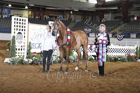 Geldings JTH