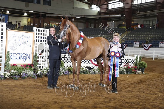 Geldings 3 Yrs & Over