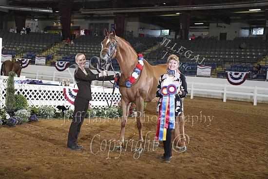 Performance Geldings
