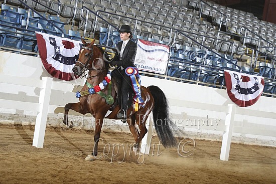 Junior Horse