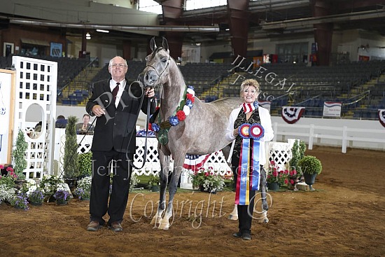Geldings AOTH