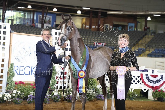 Yearling Colts-Geldings SWPKS