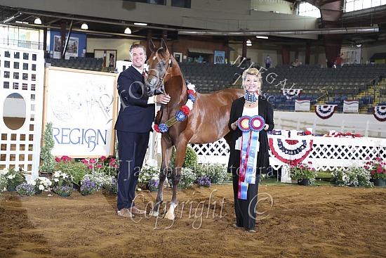 Yearling Geldings AAOTH