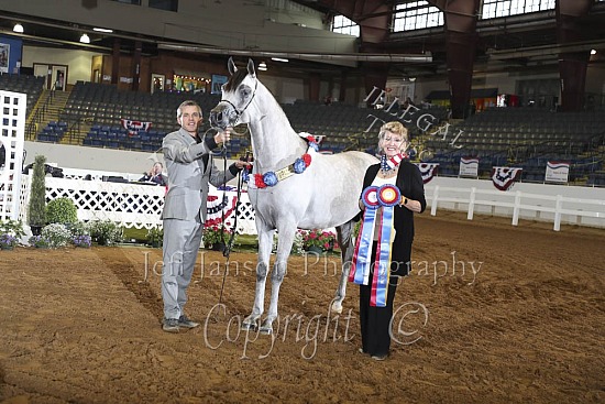 Stallions 2 Year Olds