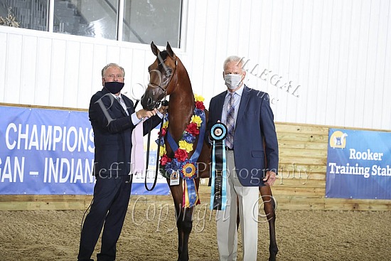 Yearling Colts-Geldings SWPKS
