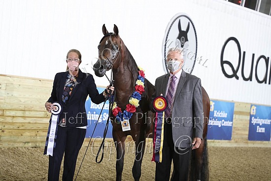 Geldings AOTH
