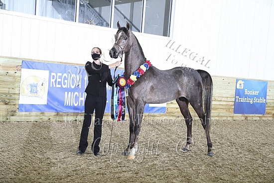 Stallions AOTH