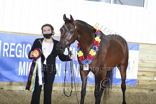 Geldings JTH