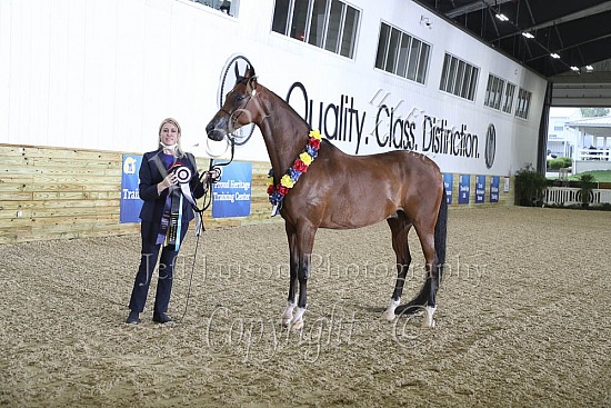 Geldings AOTH