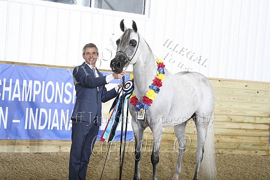 Arabian Mares Breeders