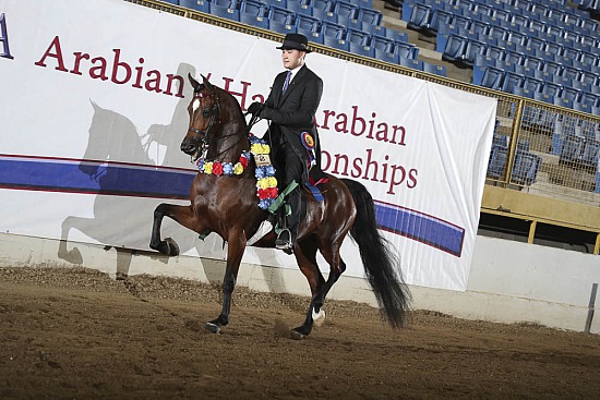 Jr Horse