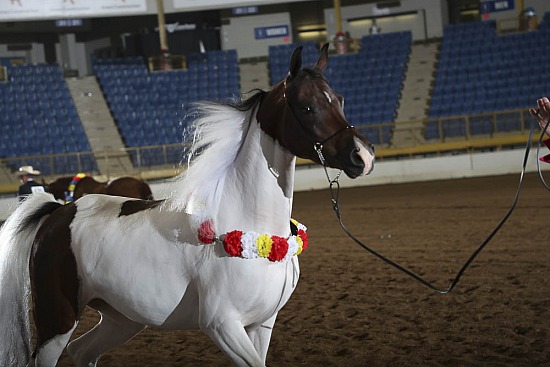 Mares 2 Yrs & Over