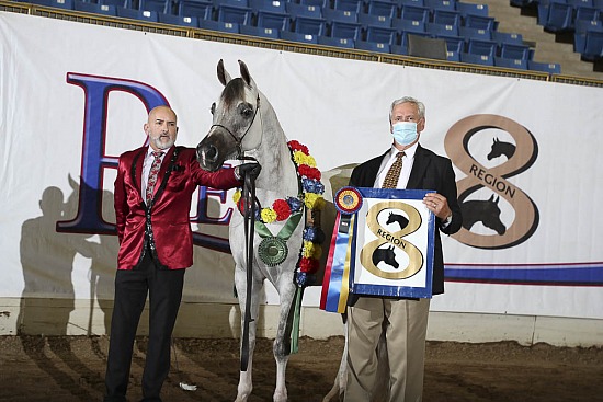 Geldings AOTH