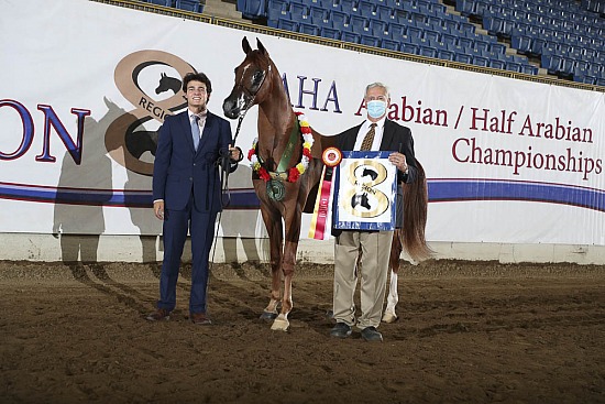 Geldings AOTH
