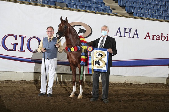 Performance Stallions
