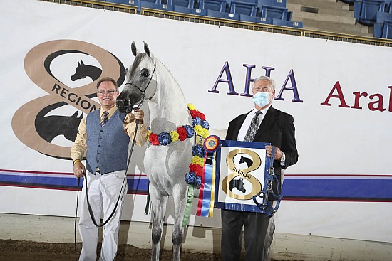 Performance Geldings