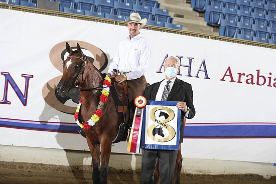 HA Reining Jr Horse