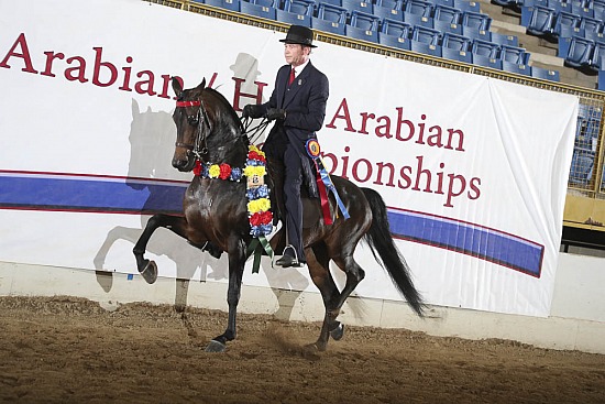 Jr Horse