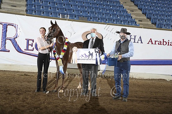 PB 2 YR Old Fillies