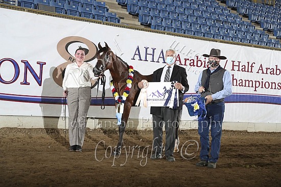 PB Yearling Colts