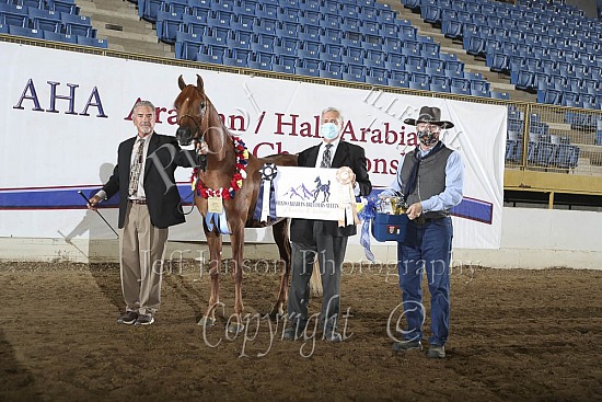 PB 2 YR Old Colts-Geldings