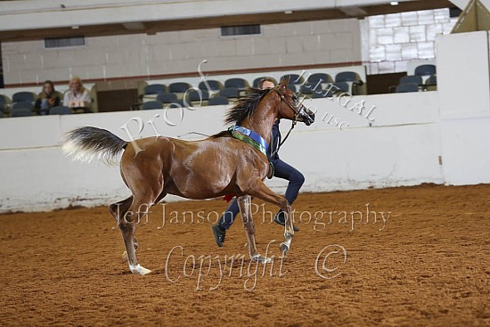 Yearling Colts-Geldings SWPKS