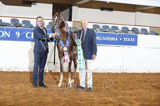 Geldings 2 Yrs & Over