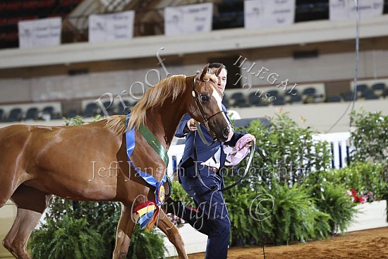 Yearling Fillies SWPKS