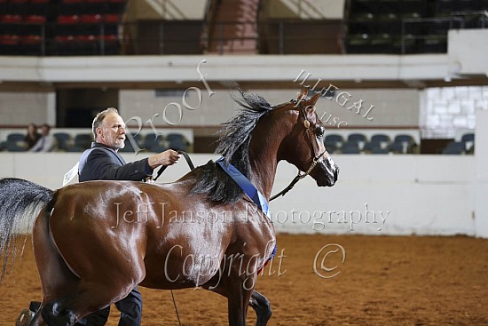 2 Yr Old Colts