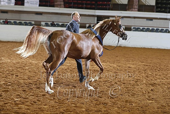 2 Yr Old Fillies