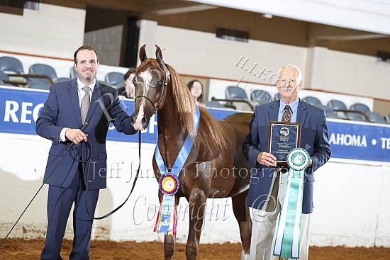 2 Yr Old Geldings