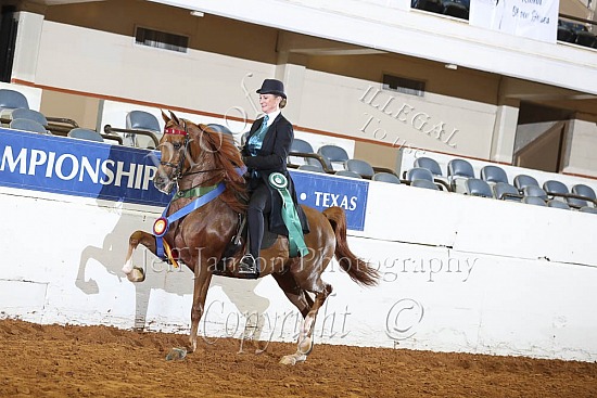 Jr Horse