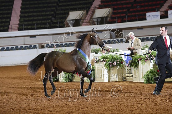 Yearling Fillies SWPKS