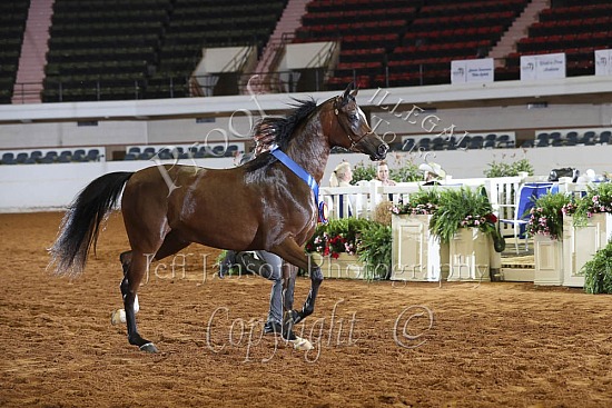 Geldings 3 Yrs & Over