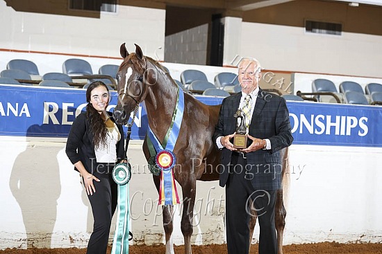 Geldings AOTH