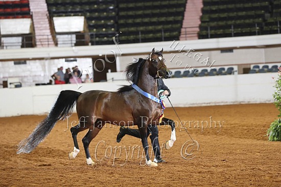 Stallions 3 Yrs & Over