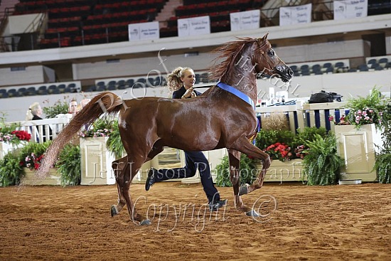 Stallions AOTH