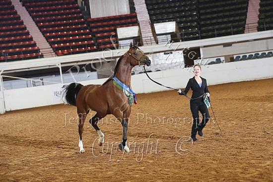 Geldings AOTH