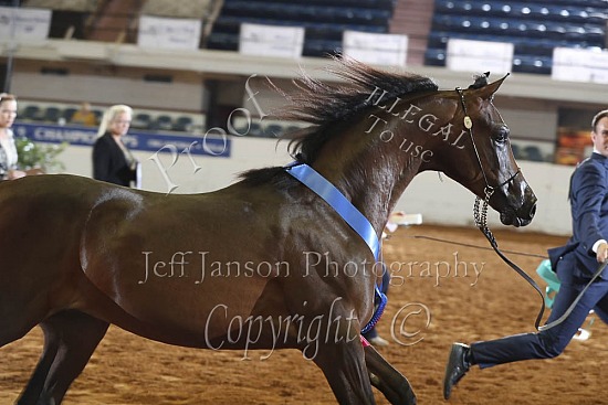 Yearling Colts-Geldings