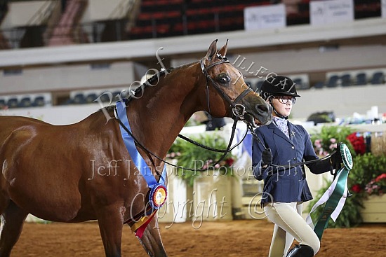 Performance Geldings