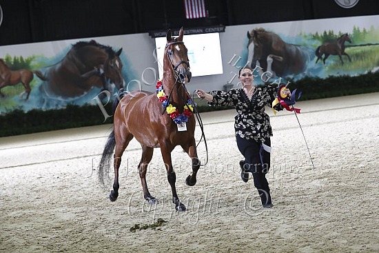 Geldings 2 Yrs & Over