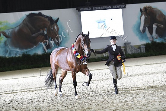 Performance Geldings