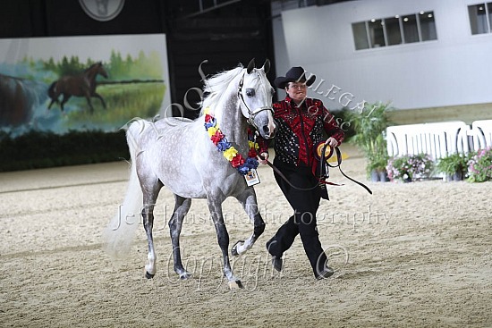 Performance Geldings