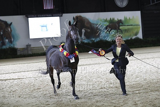 Mares 2 Yrs & Over