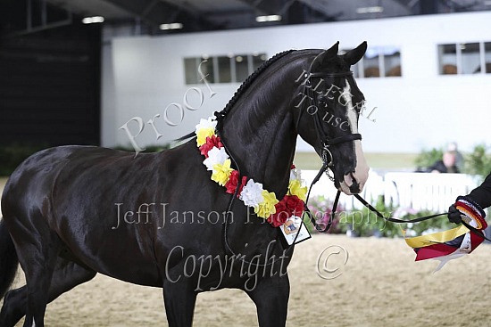 Performance Mares