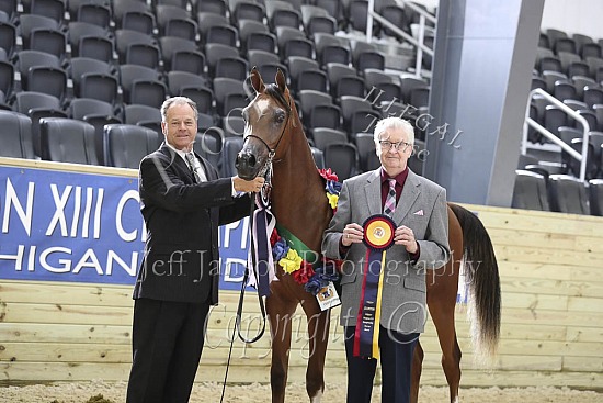 Yearling Colts-Geldings SWPKS