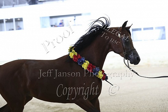 2 Yr Old Colts