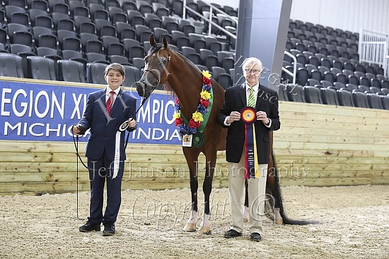 Geldings AOTH