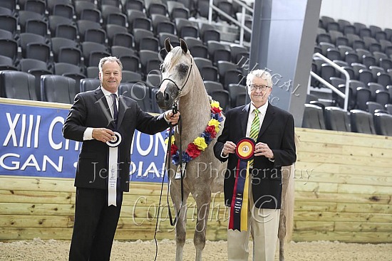 2 Yr Old Geldings