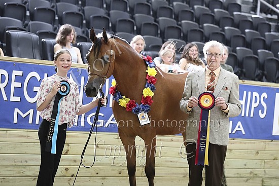 Geldings JTH
